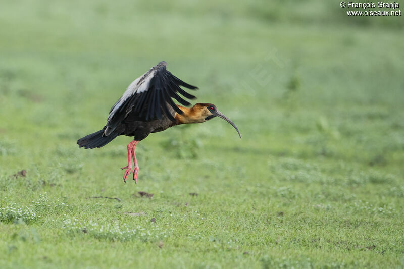 Buff-necked Ibis