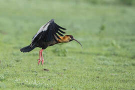 Buff-necked Ibis