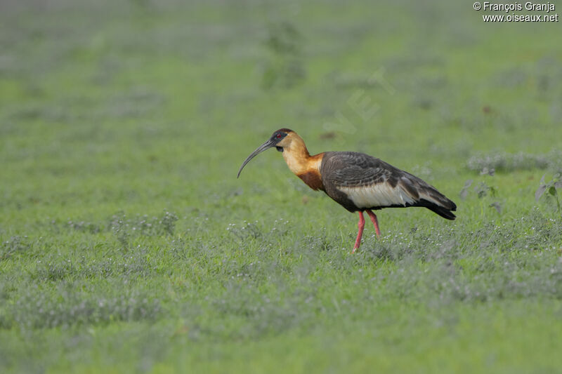 Buff-necked Ibis