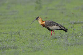 Buff-necked Ibis