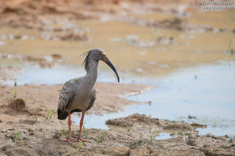 Ibis plombé