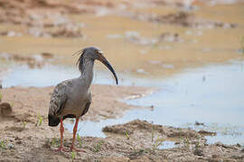 Plumbeous Ibis