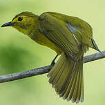 Bulbul à sourcils d'or