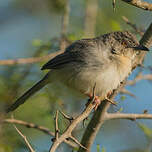 Prinia forestière