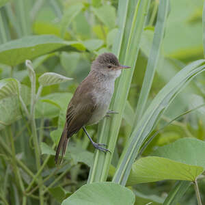 Lesser Swamp Warbler Acrocephalus Gracilirostris