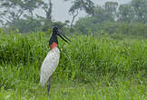 Jabiru d'Amérique