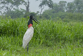 Jabiru