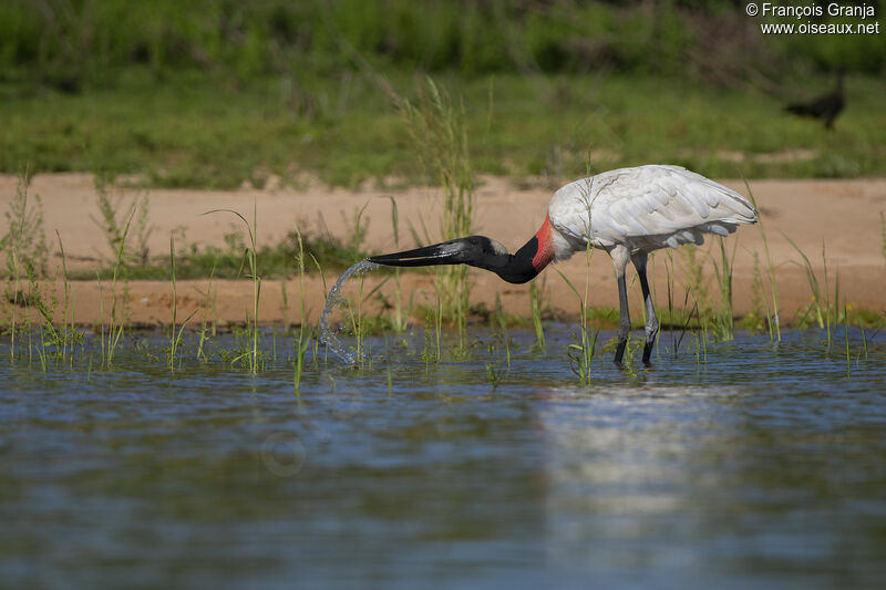 Jabiru d'Amérique