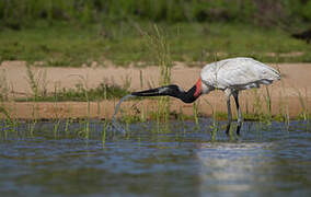 Jabiru