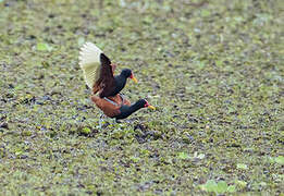 Wattled Jacana