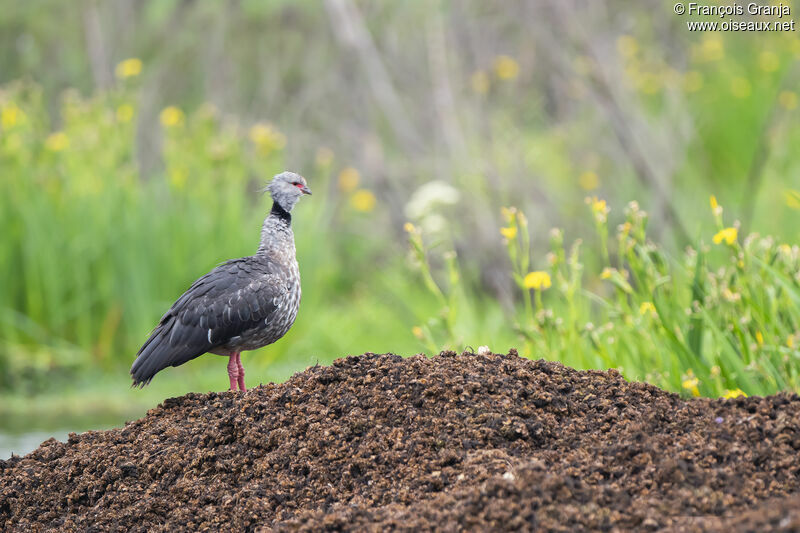 Southern Screamer