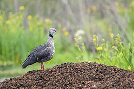 Southern Screamer