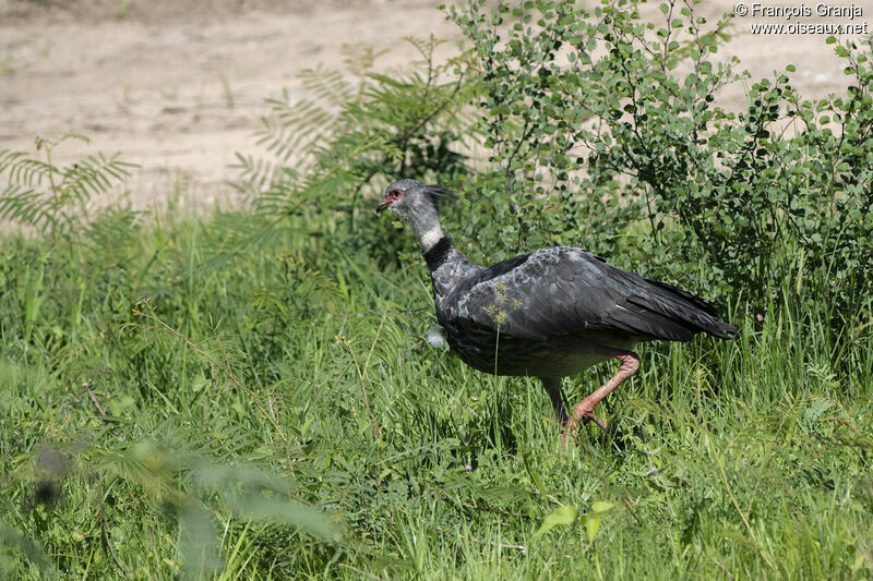 Southern Screamer