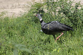 Southern Screamer