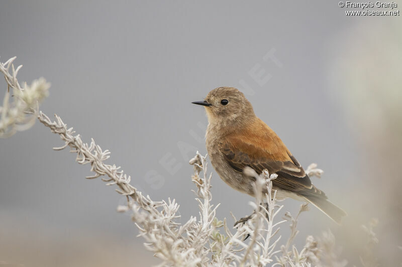 Austral Negrito female