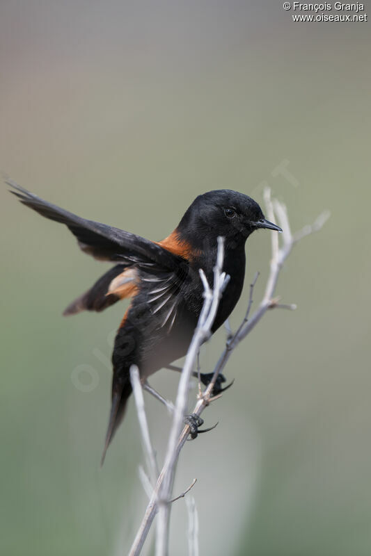 Austral Negrito male