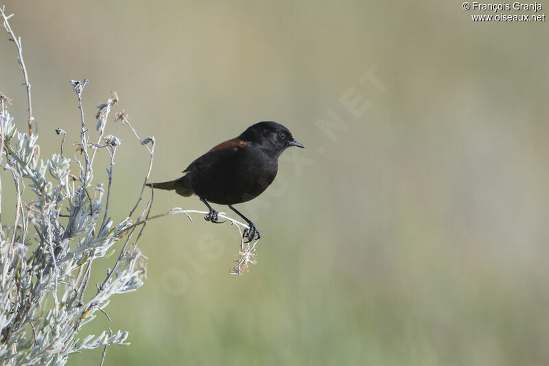 Austral Negrito male