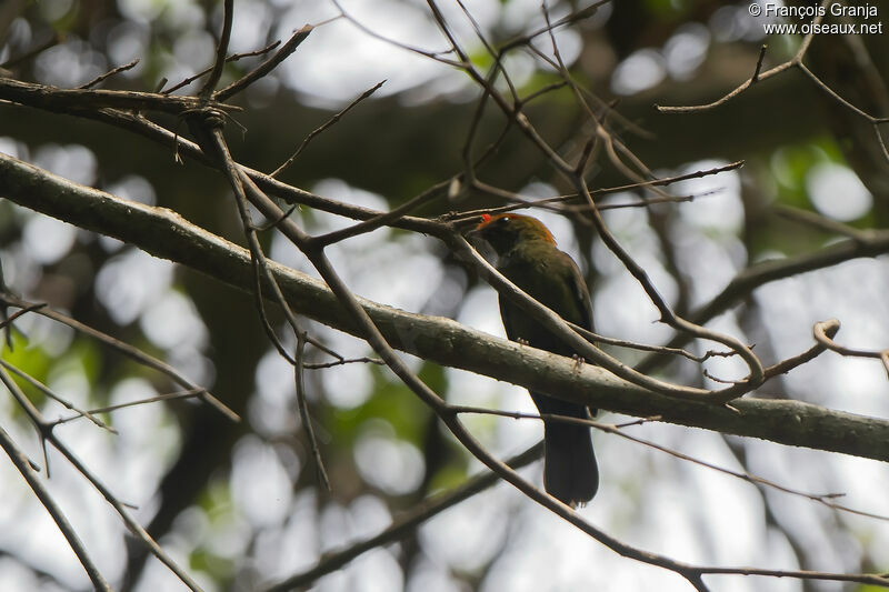 Manakin casqué