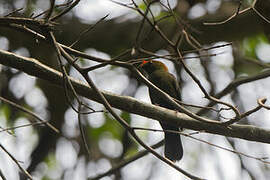 Helmeted Manakin