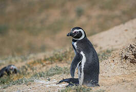 Magellanic Penguin