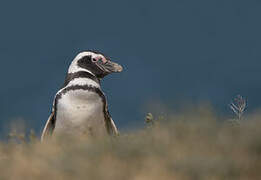 Magellanic Penguin