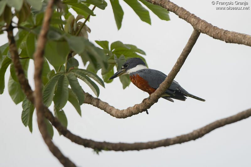 Ringed Kingfisher