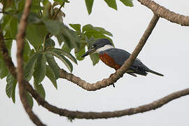 Ringed Kingfisher