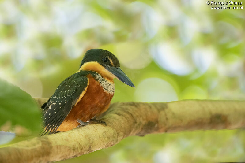 Martin-pêcheur bicolore femelle