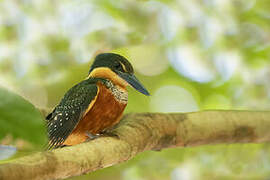 Green-and-rufous Kingfisher