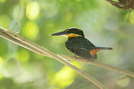 Green-and-rufous Kingfisher