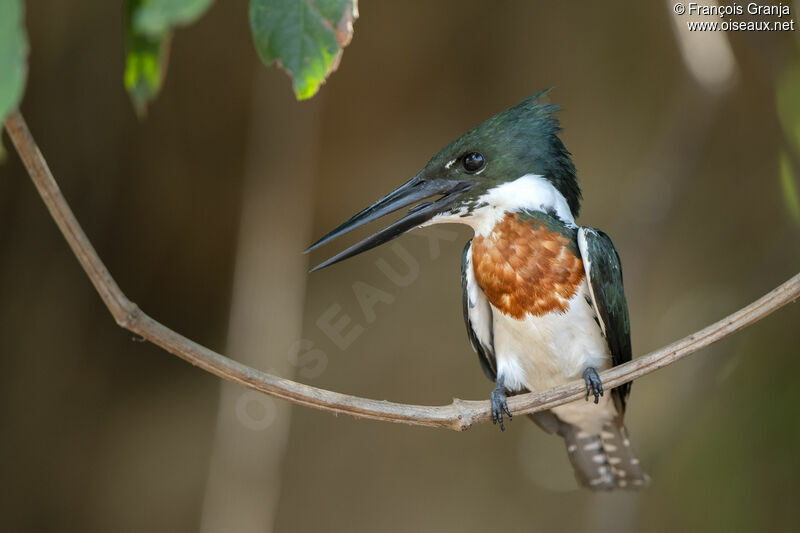 Green Kingfisher