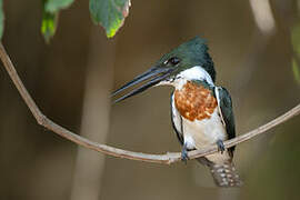 Green Kingfisher