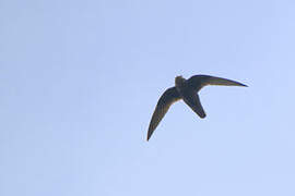 Great Dusky Swift