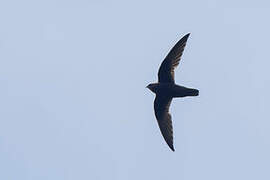 Great Dusky Swift