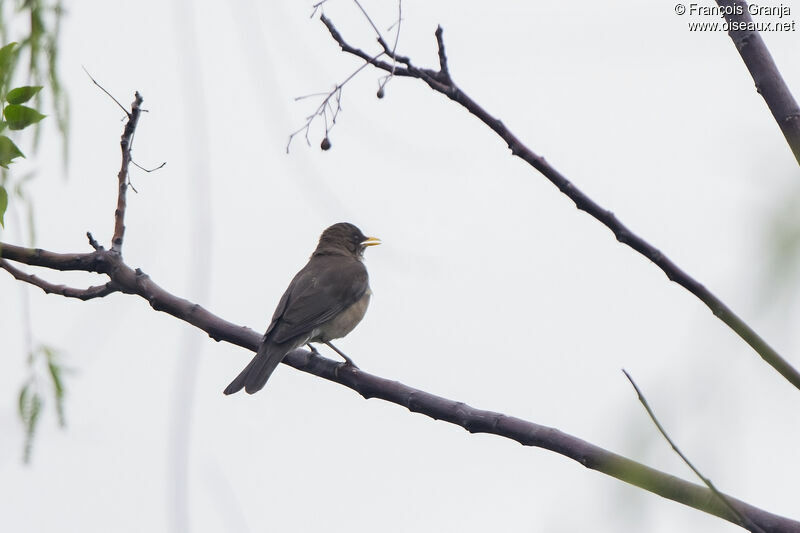 Creamy-bellied Thrush