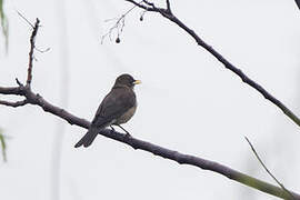 Creamy-bellied Thrush