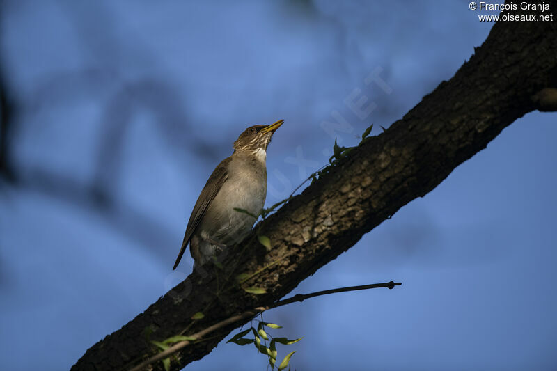 Creamy-bellied Thrush