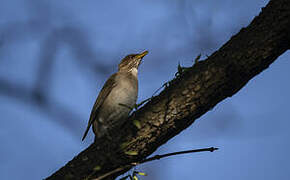 Creamy-bellied Thrush