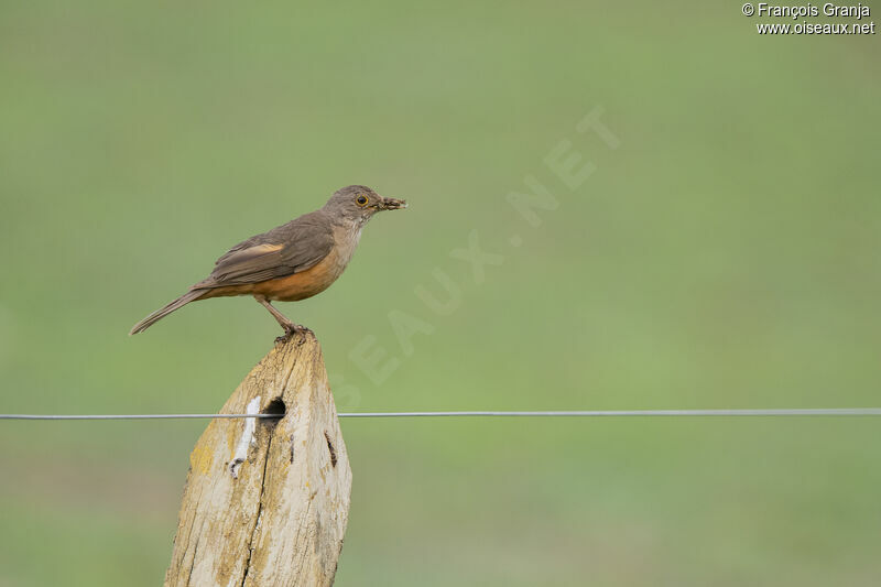 Rufous-bellied Thrush