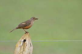 Rufous-bellied Thrush