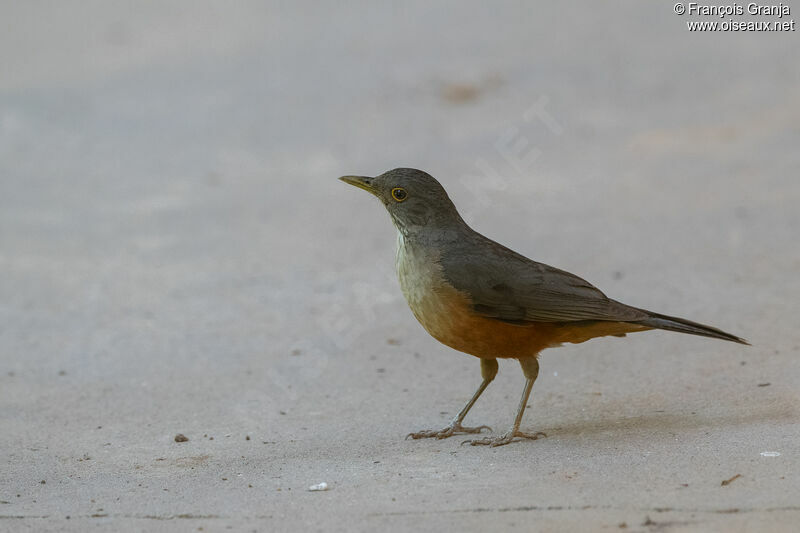 Rufous-bellied Thrush