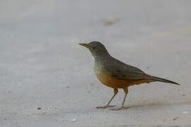 Rufous-bellied Thrush