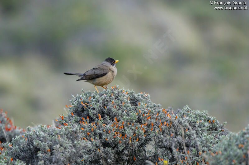 Austral Thrush