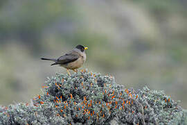 Austral Thrush