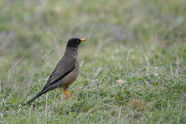 Austral Thrush