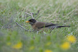 Austral Thrush