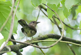 Pale-breasted Thrush