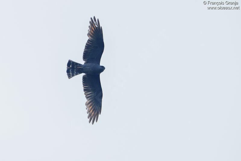 Plumbeous Kite