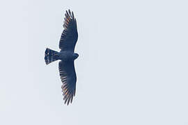 Plumbeous Kite