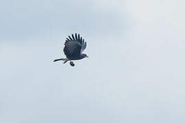 Snail Kite